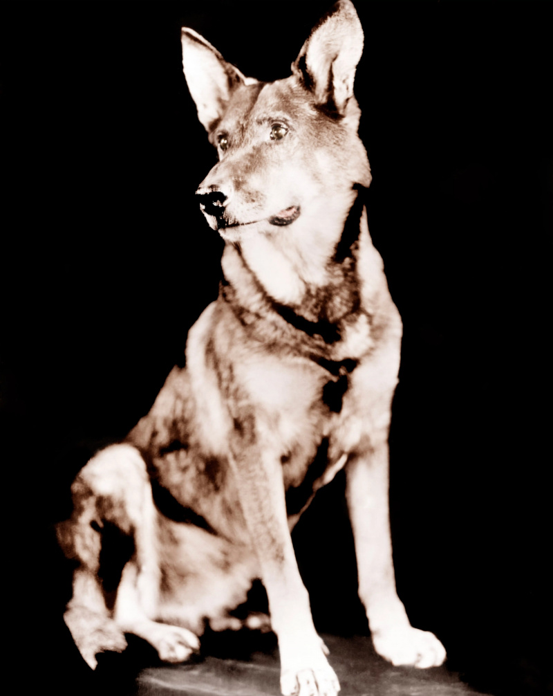  PENDANT QUE LONDRES DORT, Rin Tin Tin, 1926