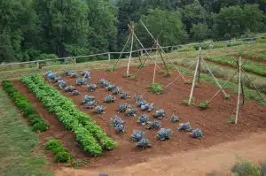   Existem muitas ferramentas humanas que impedem os animais de acessar as plantas