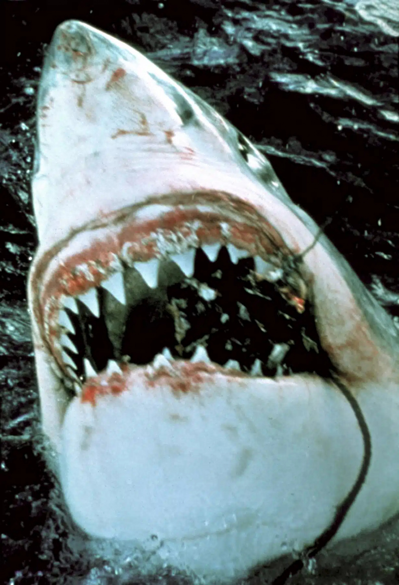  JAWS، 1975