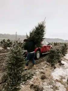   Na cene božičnih drevesc vplivajo inflacija in težave v dobavni verigi