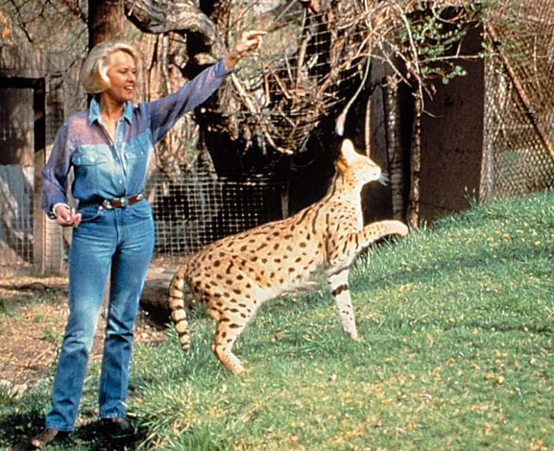 Tippi Hedren i jej duże koty