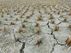   Uma seca contínua afetou severamente a agricultura na Califórnia, uma enorme fonte de produção