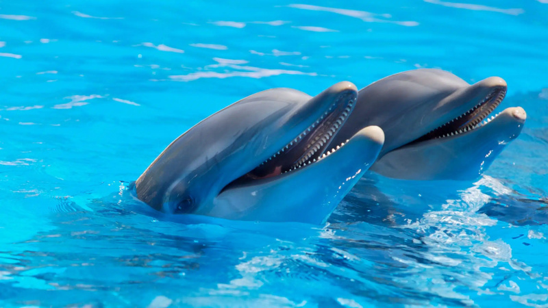 Sistemes de mamífers marins