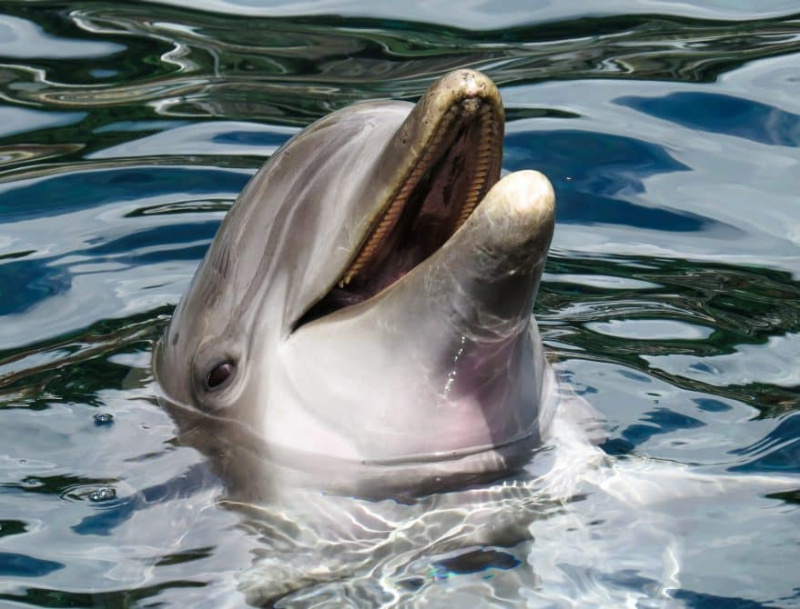 Mamífers