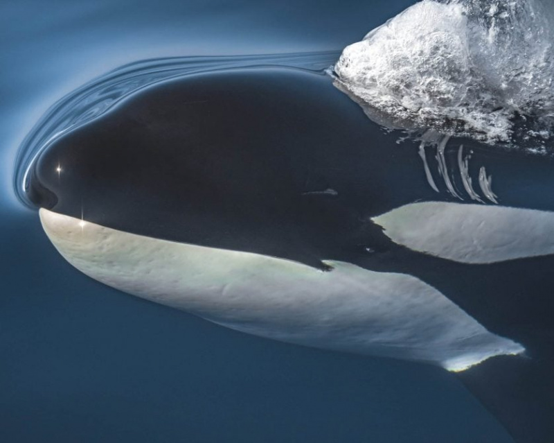Mamífers marins