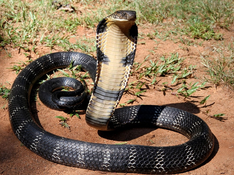 serpent serpent